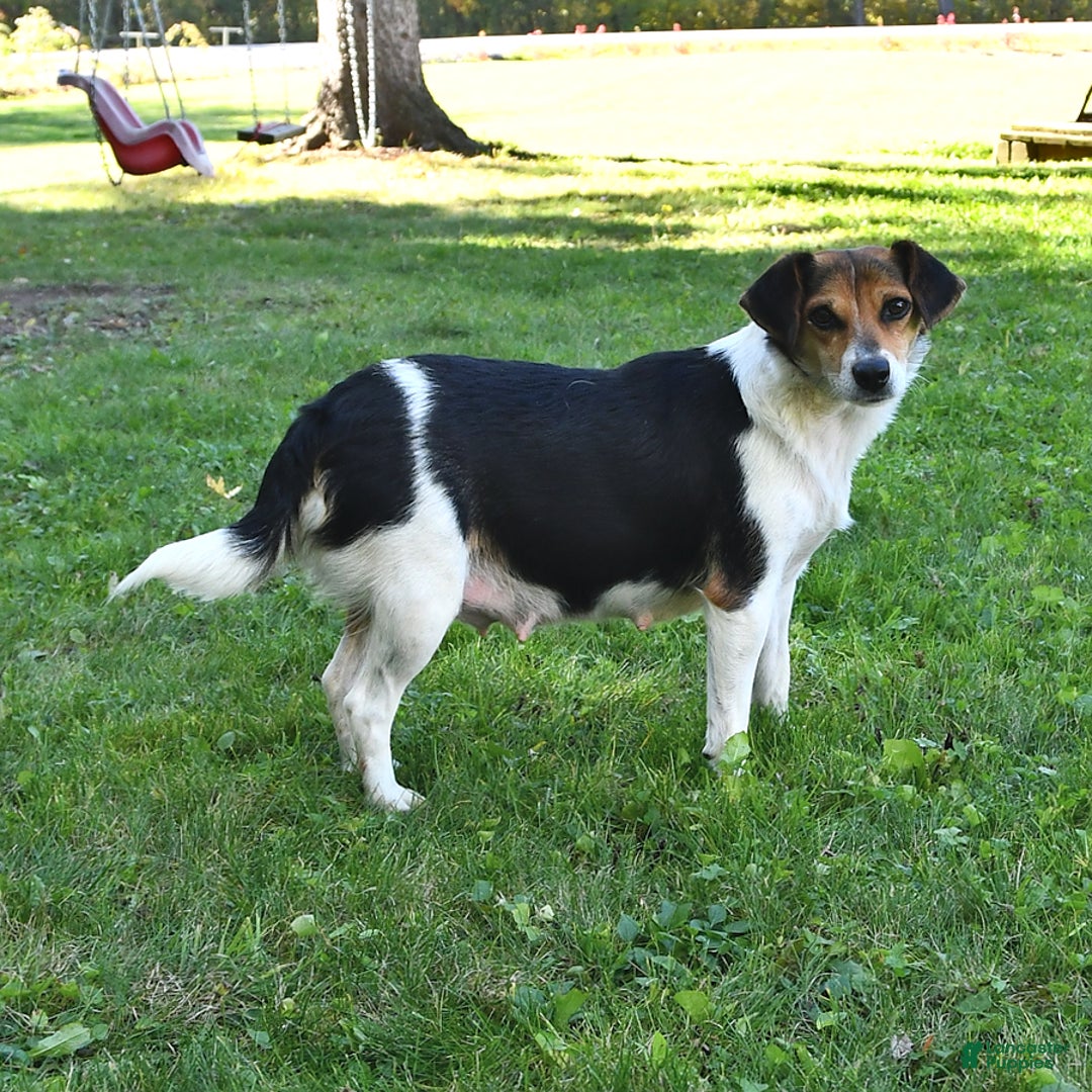 Mixed Breed dogs for sale: Evelyn - Ad 4