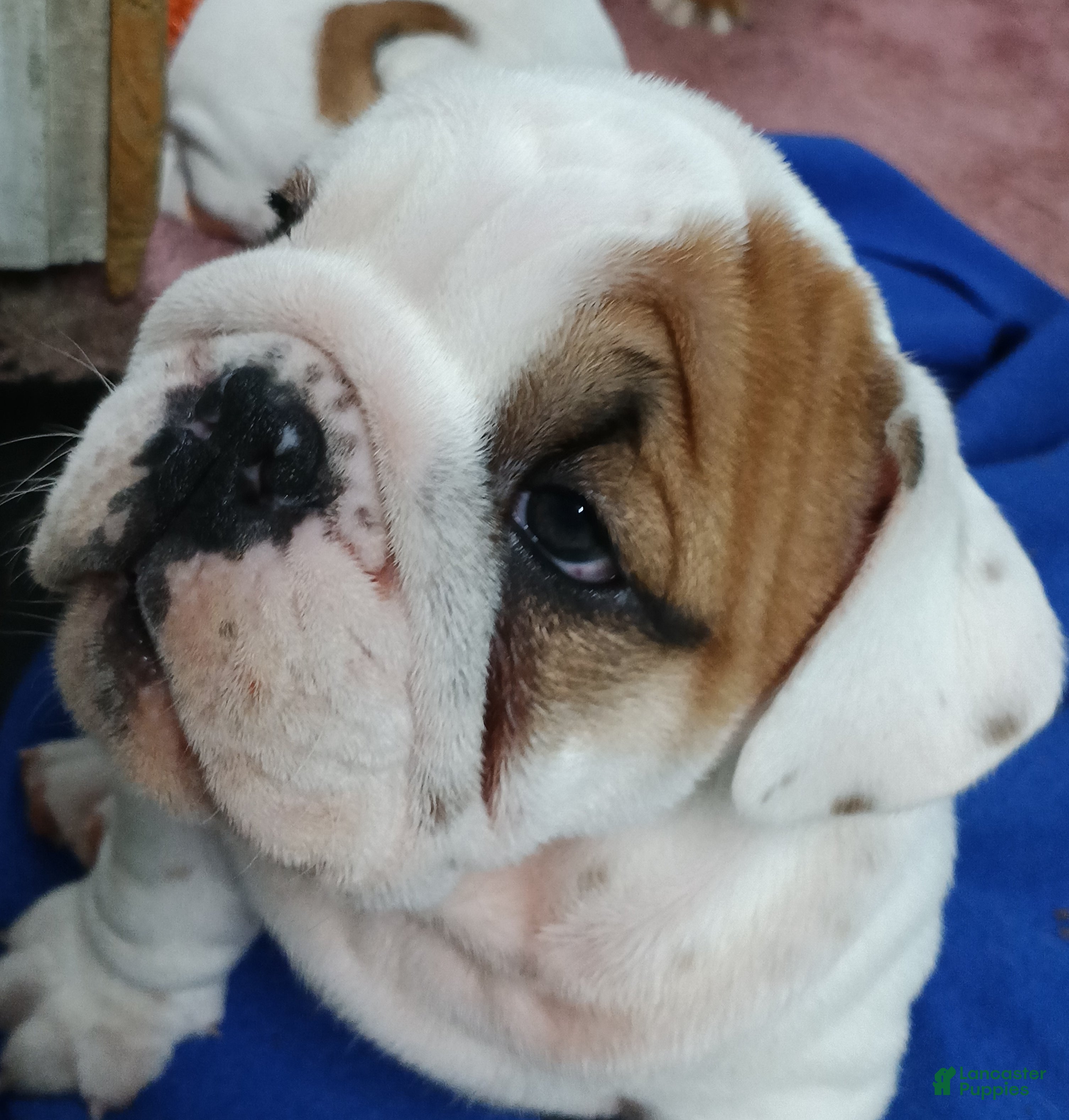 English Bulldog dogs for sale: Harry - Ad 2