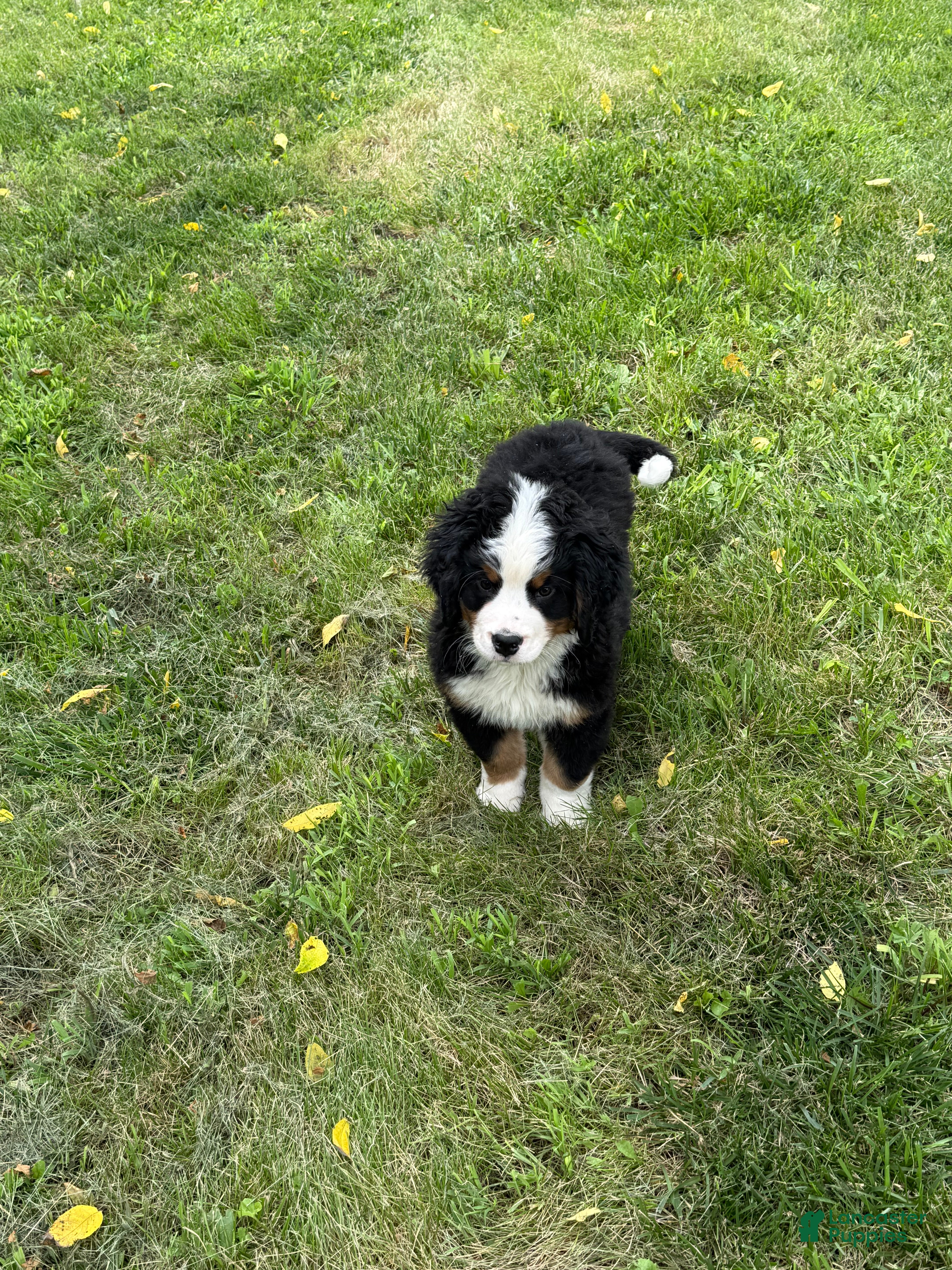 Bernese Mountain Dog dogs Dean - Ad 2