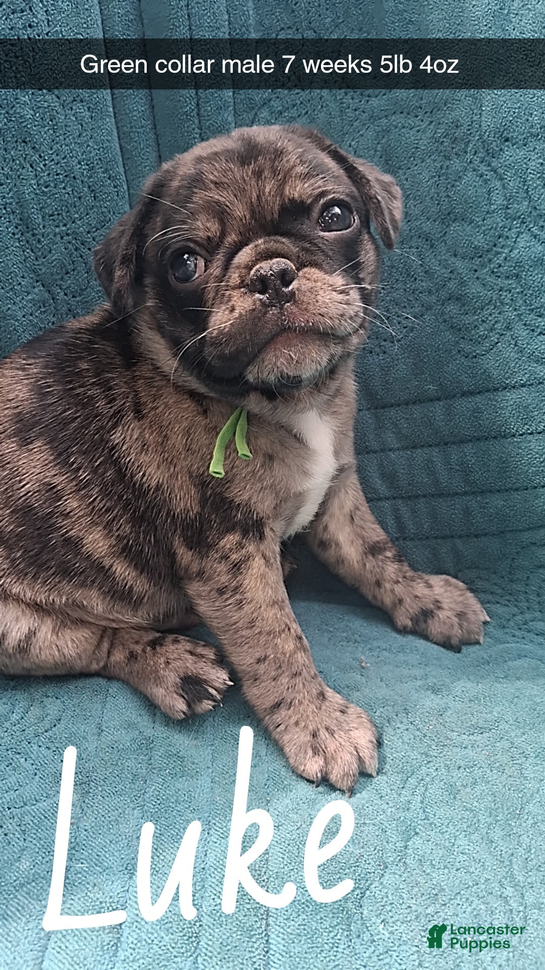 Pug dogs Luke - Ad 7