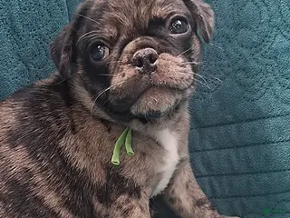 Pug dogs Luke - Ad 25