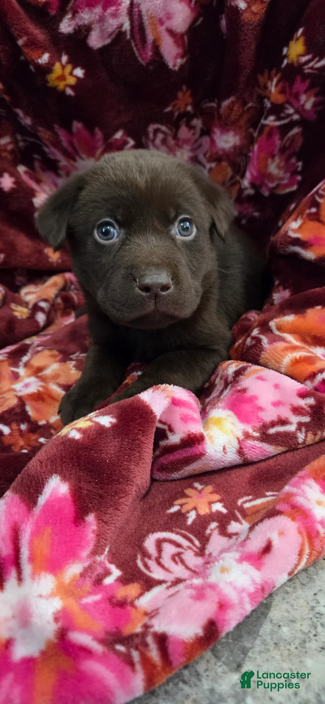 Labrador Retriever dogs for sale: Lucas - Ad 2