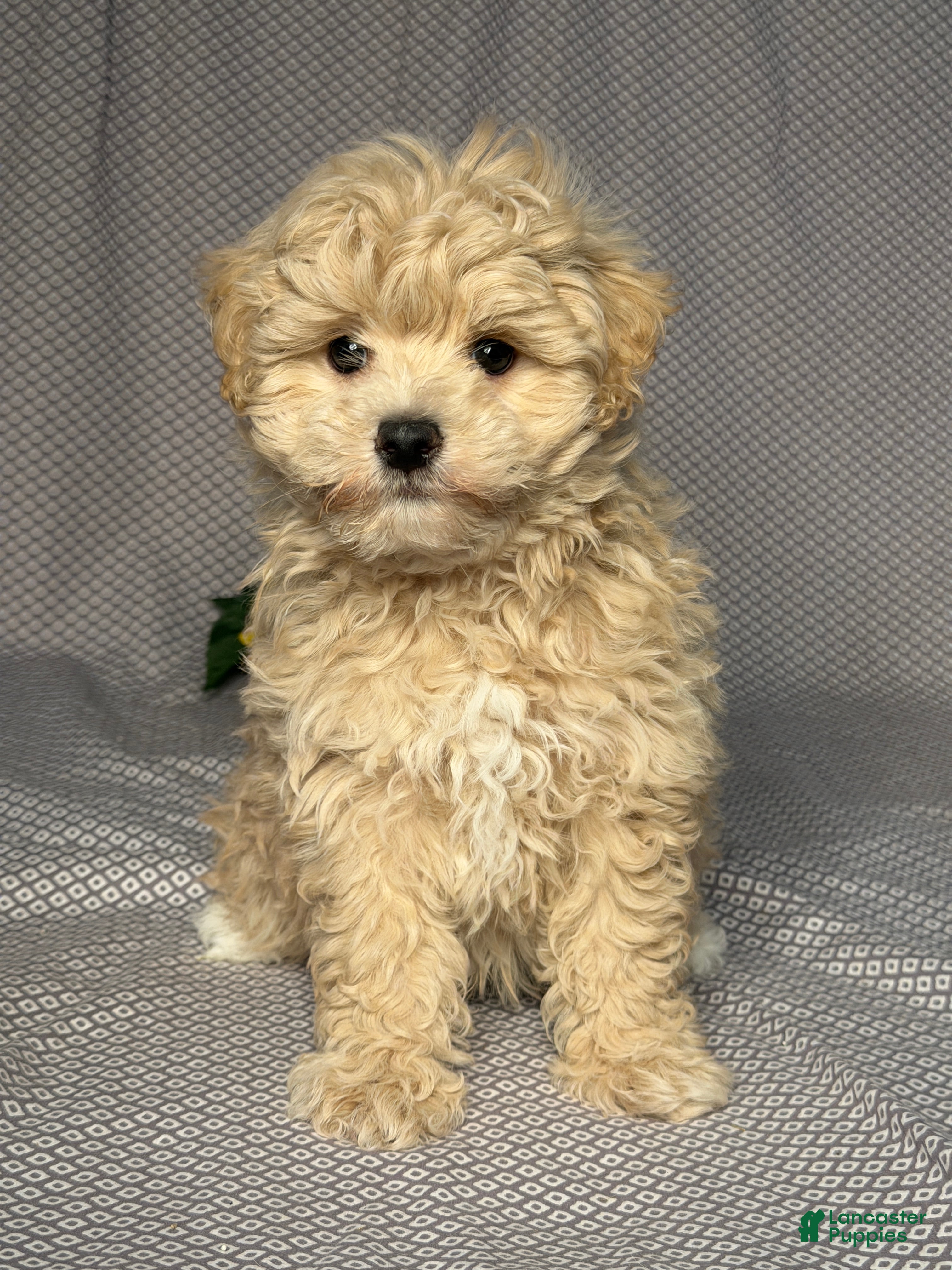 Maltipoo dogs Dylan - Ad 1
