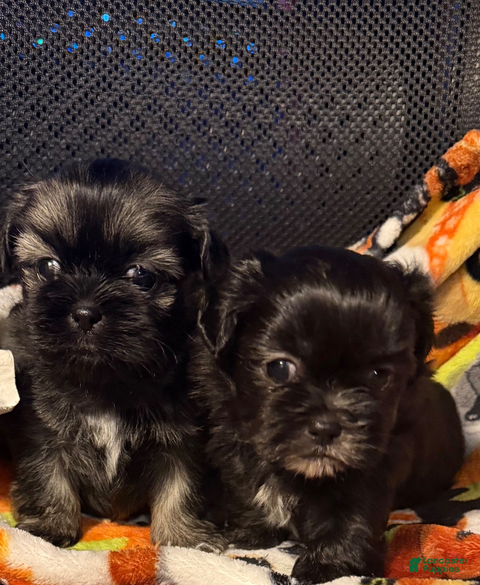 Shih Tzu dogs Shih Tzu 3 - Ad 35