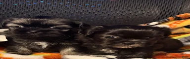 Shih Tzu 3