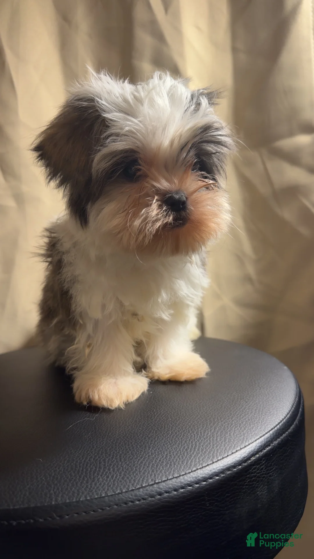 Shih Tzu dogs for sale: Oreo  - Ad 1