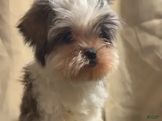 Shih Tzu dogs for sale: Oreo - Ad 3