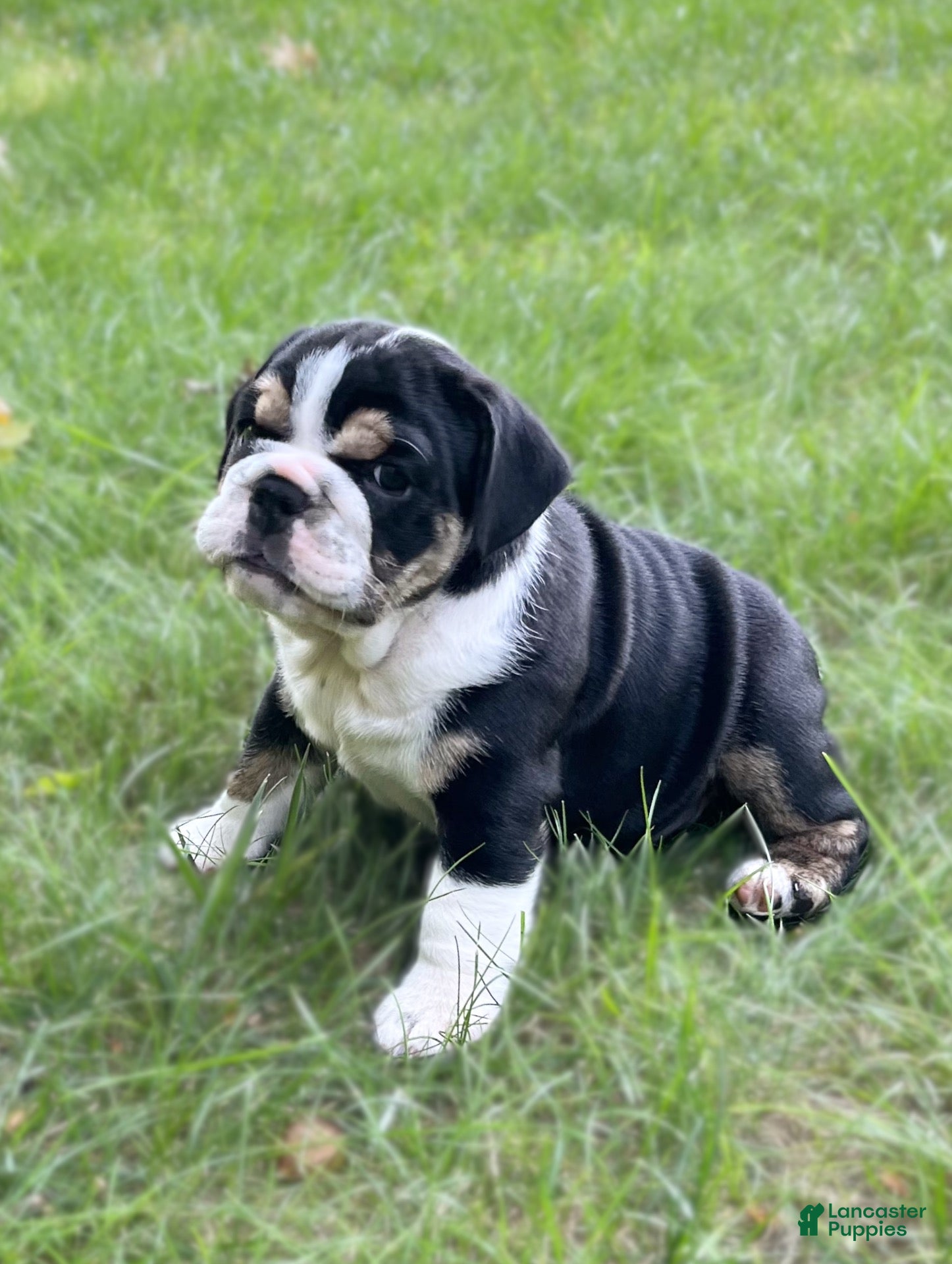 English Bulldog dogs Avonlea - Ad 15