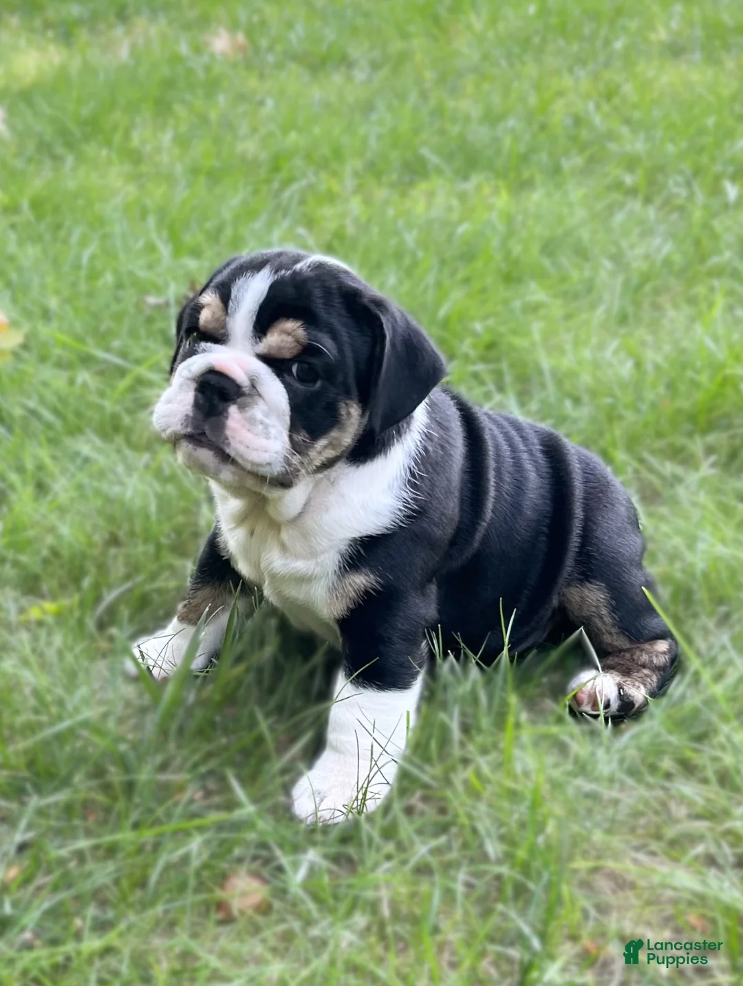 English Bulldog dogs for sale: Avonlea - Ad 1