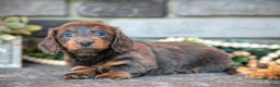 Miniature Dachshund dogs for sale: Josephine - Ad 3