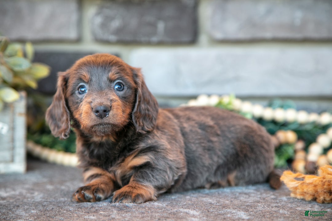 Miniature Dachshund dogs for sale: Josephine - Ad 3