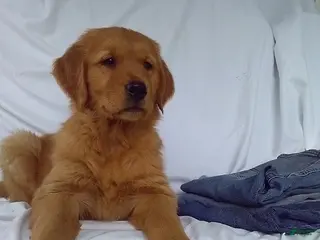Golden Retriever dogs for sale: Spencer - Ad 1
