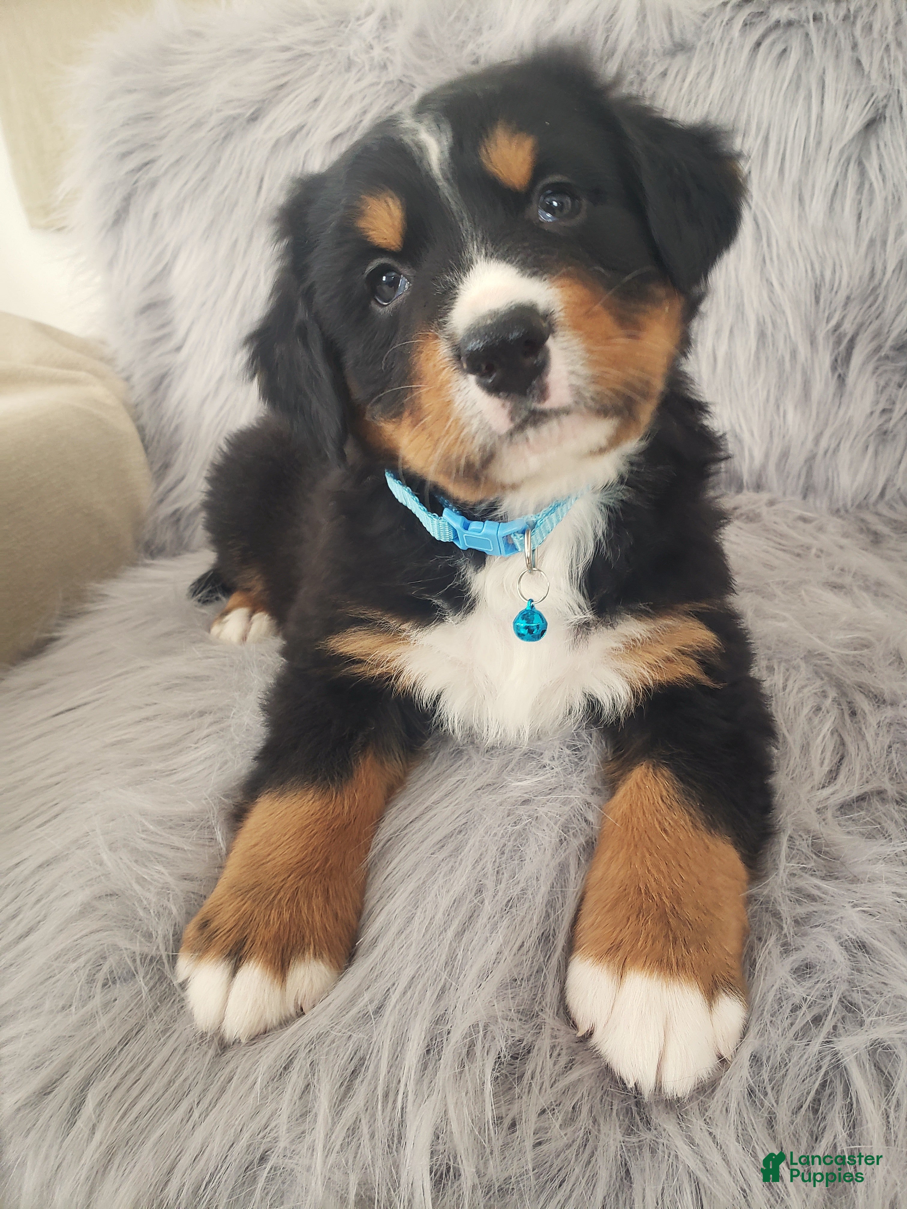 Bernese Mountain Dog dogs Ziggy-Health Tested Parents - Ad 4