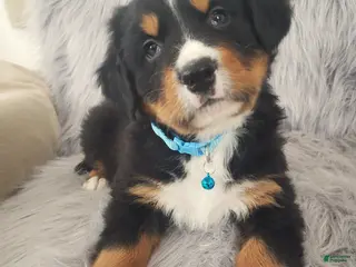 Bernese Mountain Dog dogs Ziggy-Health Tested Parents - Ad 4