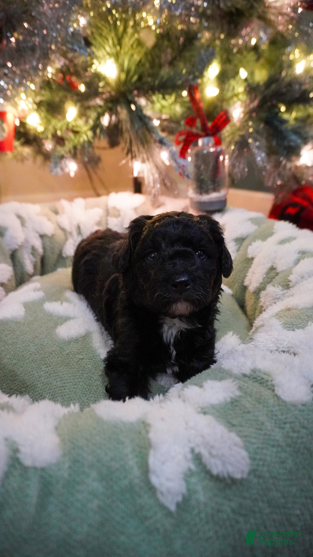 Yorkiepoo dogs for sale: Shaq - Ad 3