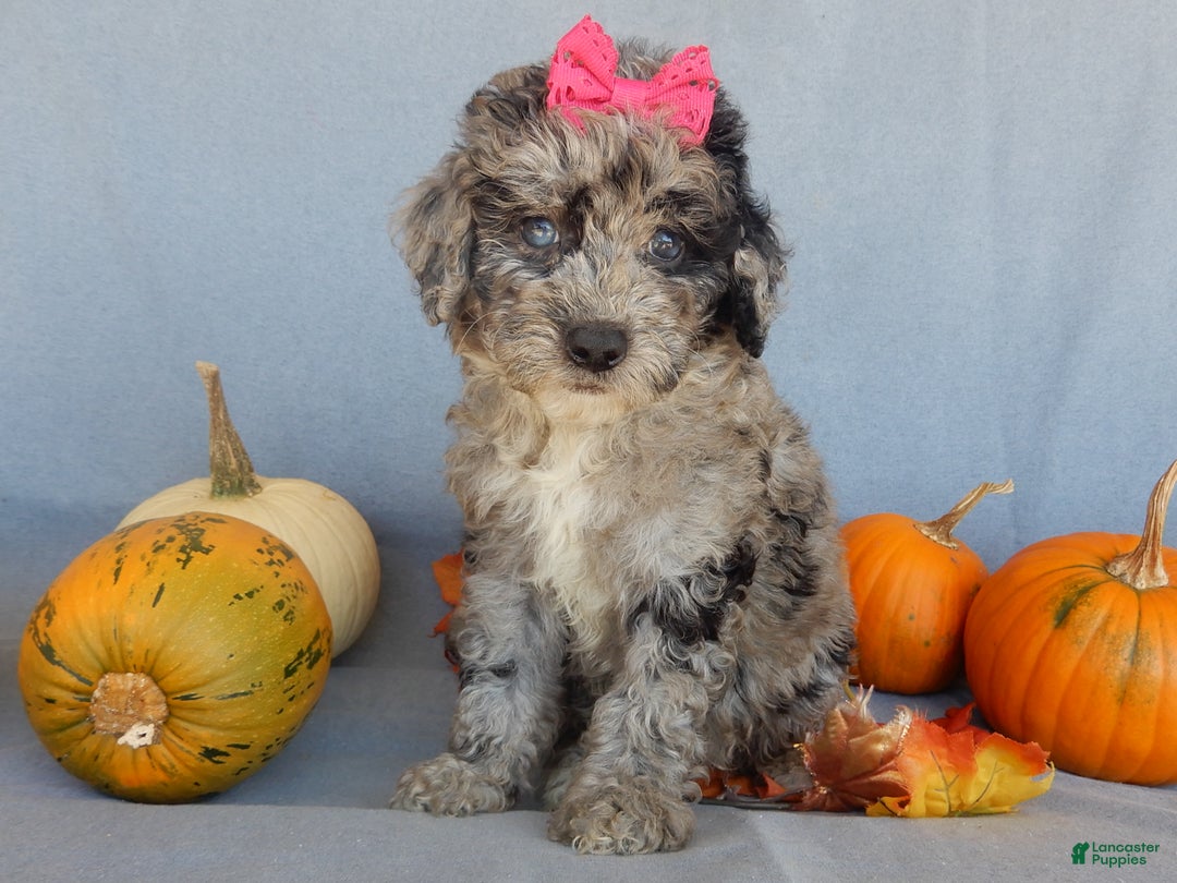 Sheepadoodle dogs for sale: Panda (medium) - Ad 23