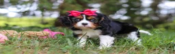 Cavalier King Charles Spaniel dogs for sale: Dove - Ad 3