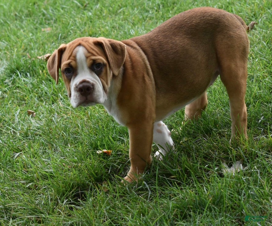 Beabull dogs Bella  - Ad 2