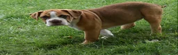 Beabull dogs for sale: Bella  - Ad 2