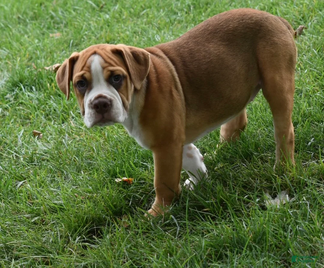 Beabull dogs for sale: Bella  - Ad 2