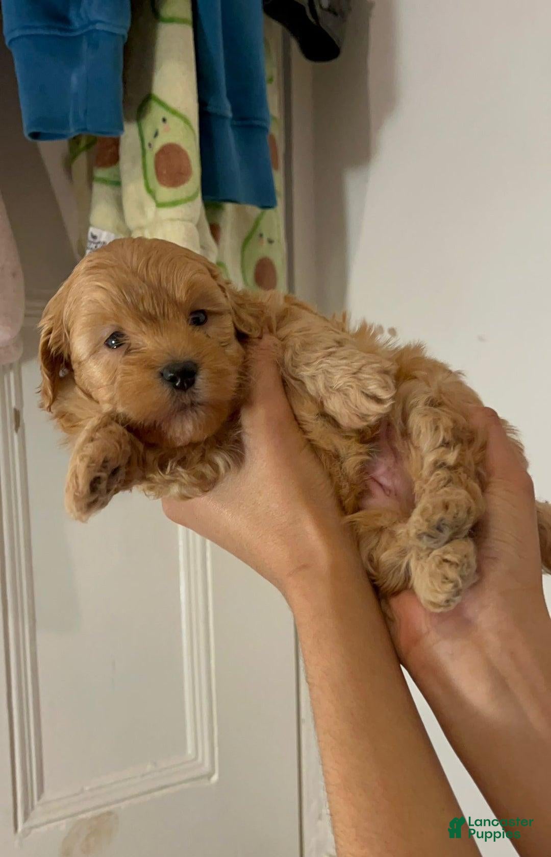Maltipoo dogs for sale: Sara - Ad 3