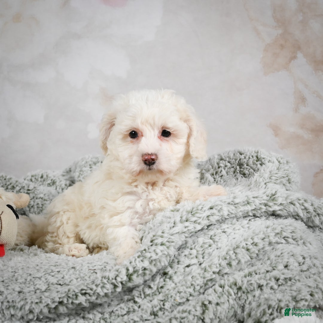 Bichpoo dogs for sale: Bobby - Ad 6