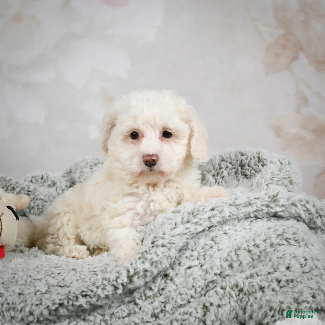 Bichpoo dogs for sale: Bobby - Ad 6