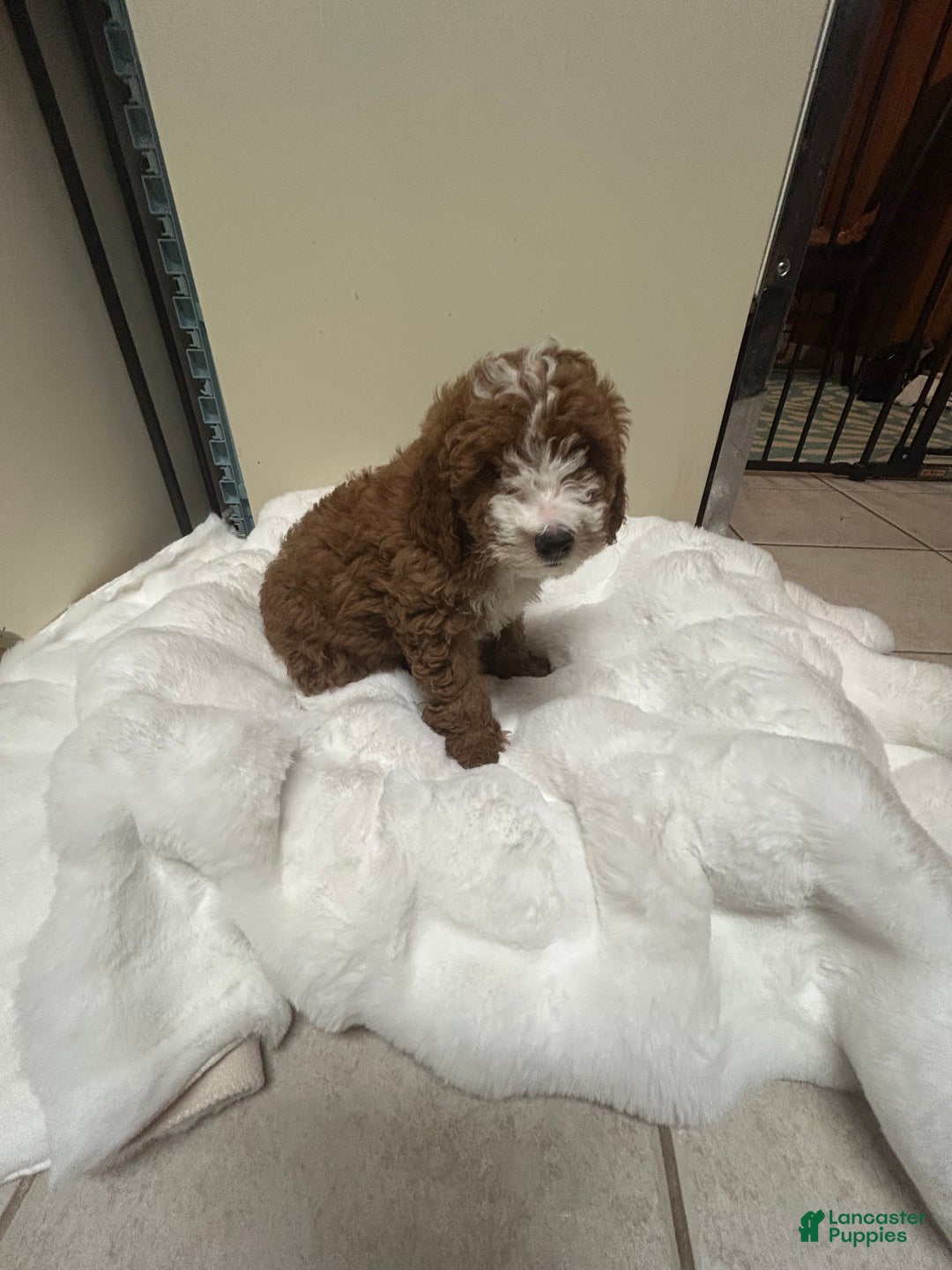 Mini Goldendoodle dogs for sale: Petite Tuxedo Mini Goldendoodle Teddy - Ad 3