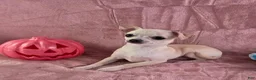 Chihuahua dogs for sale: Nana - Ad 4