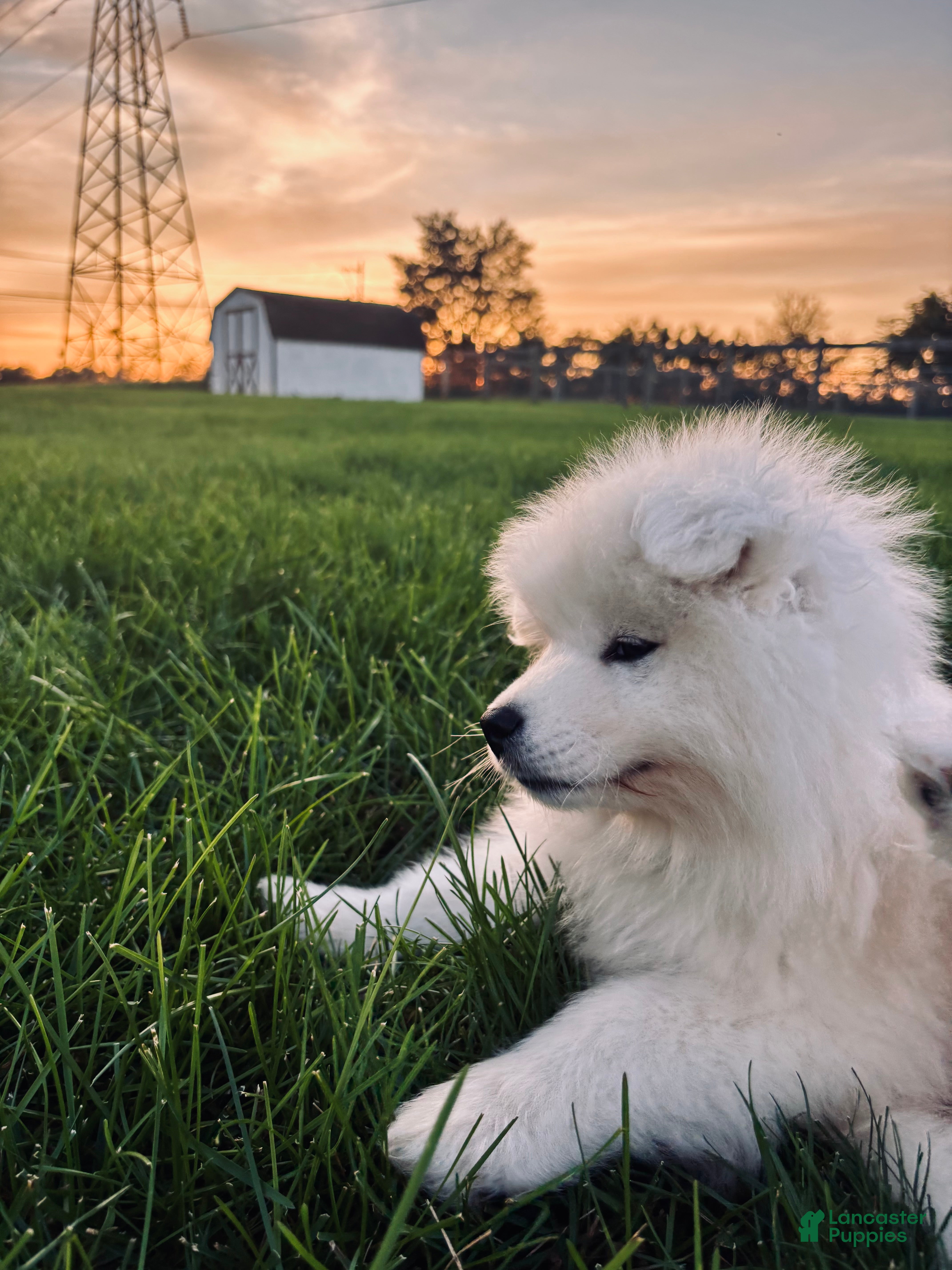 Marley (Samoyed, Male) in Lancaster, PA