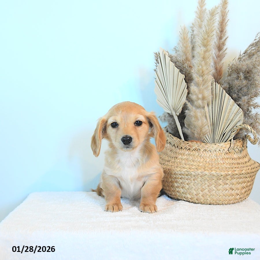 Dachshund dogs Missy - Ad 1