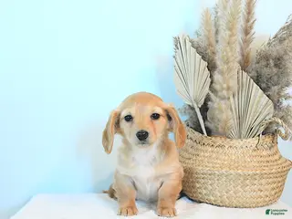 Dachshund dogs Missy - Ad 1