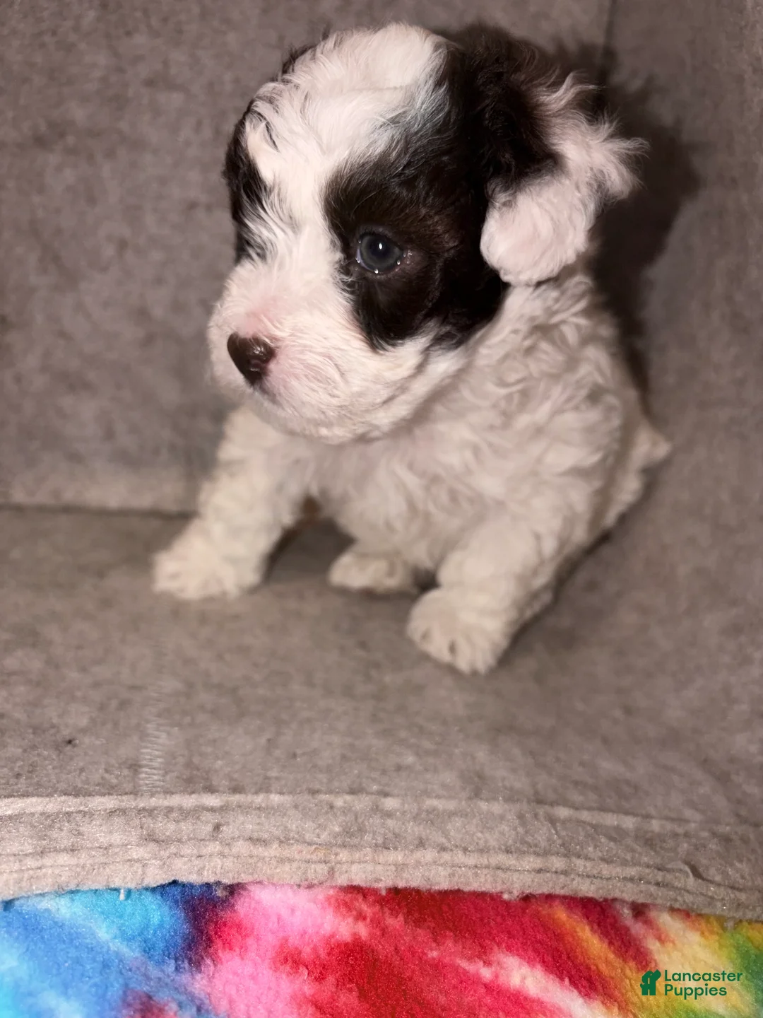 Havapoo dogs for sale: Havapoo 2 - Ad 6