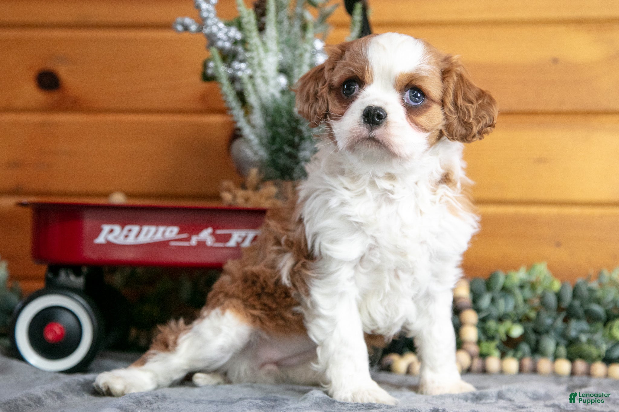 Cavalier King Charles Spaniel dogs for sale: Zoey - Ad 1