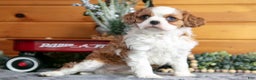 Cavalier King Charles Spaniel dogs for sale: Zoey - Ad 1