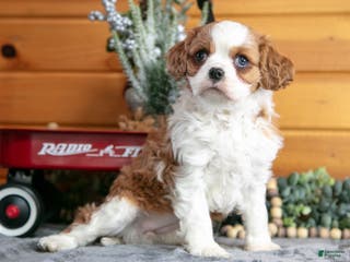 Cavalier King Charles Spaniel dogs for sale: Zoey - Ad 1