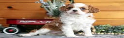 Cavalier King Charles Spaniel dogs for sale: Zoey - Ad 1