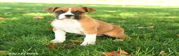 Boxer dogs for sale: Socks - Ad 1