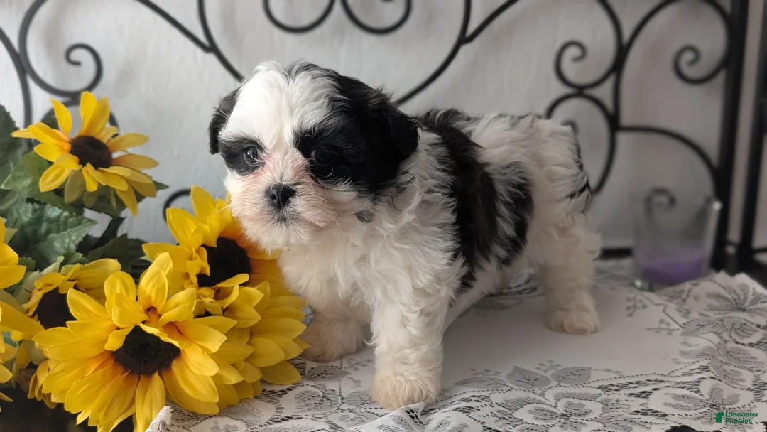 Teddy Bear dogs for sale: Izzy - Ad 9