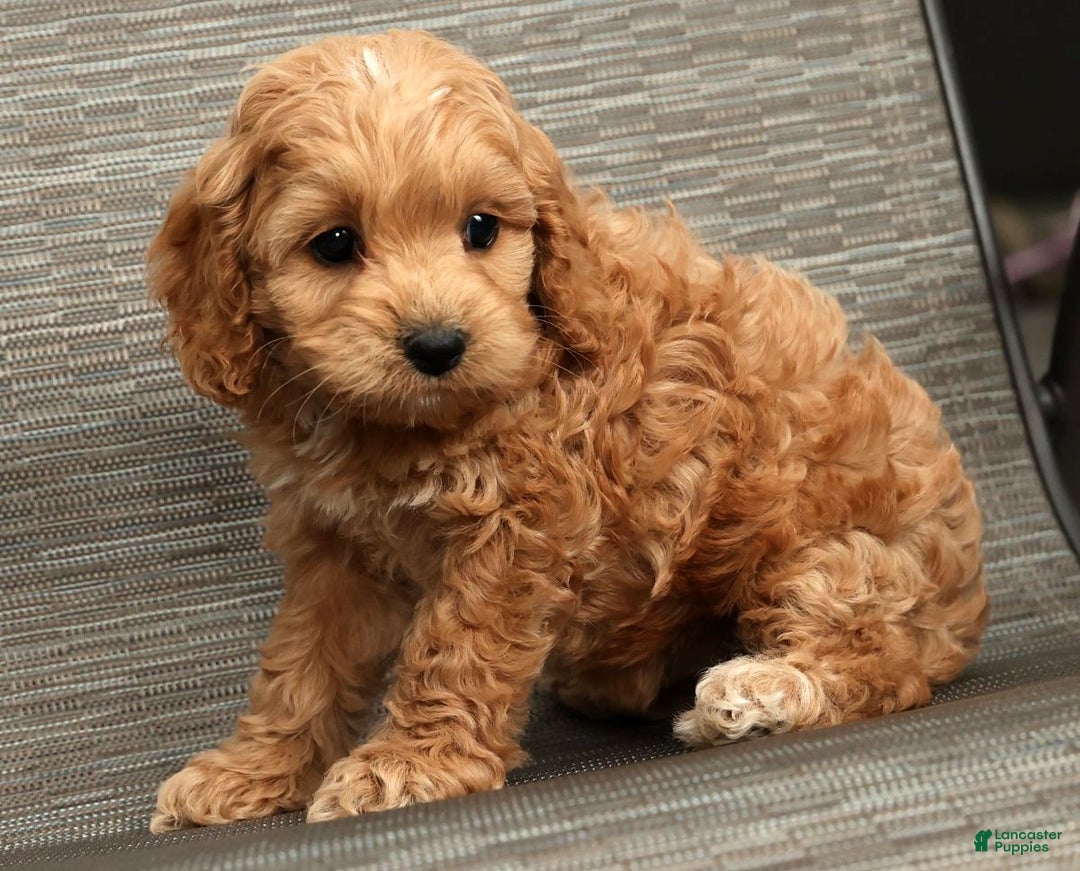 Cockapoo dogs for sale: Bella - Ad 9