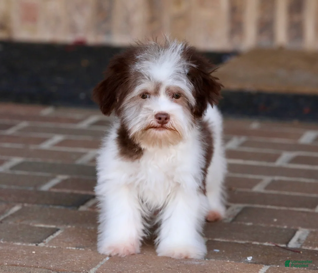 Havanese dogs for sale: Hope - Ad 25