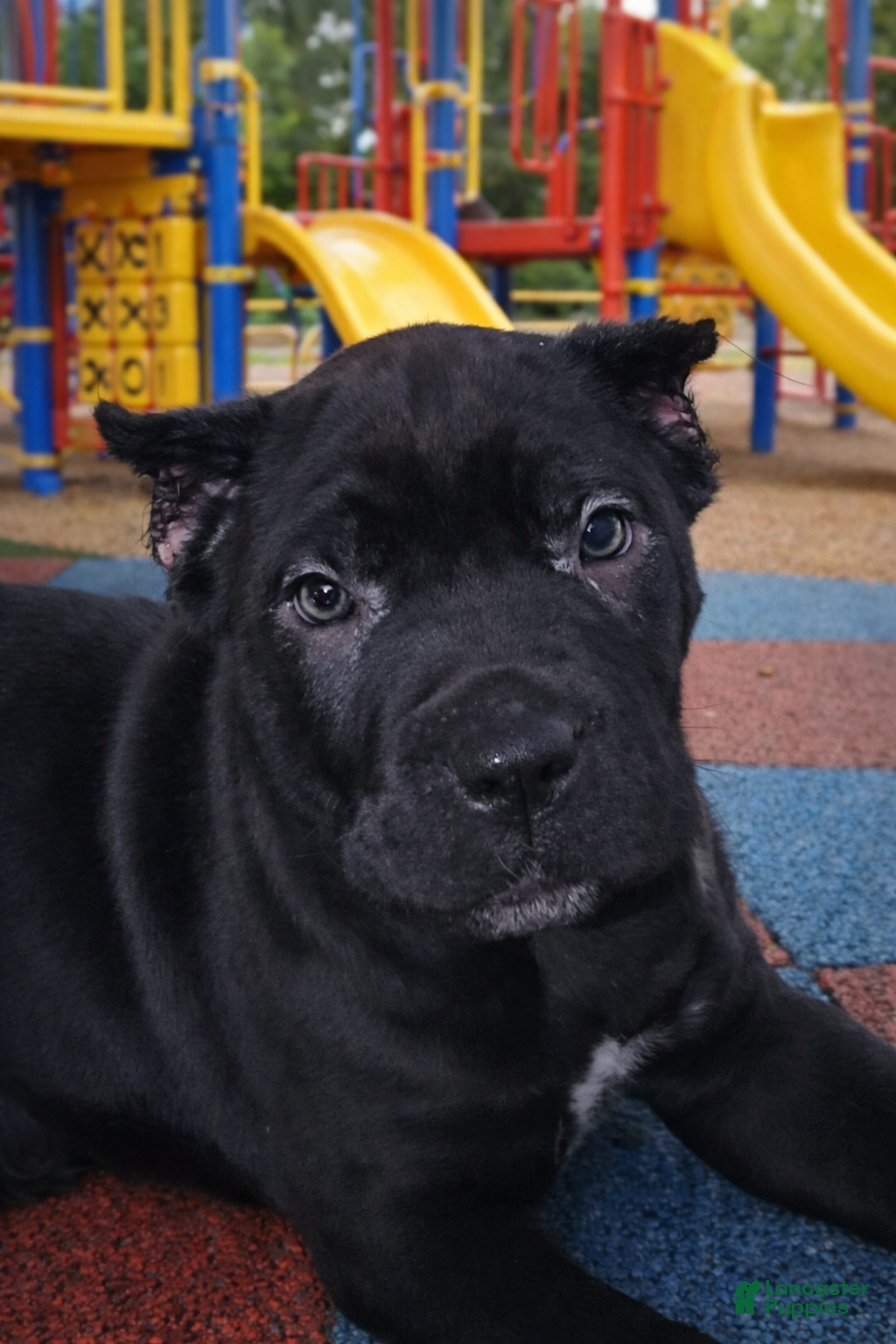 Cane Corso dogs Cane Corso Puppy 3 Leo - Ad 18