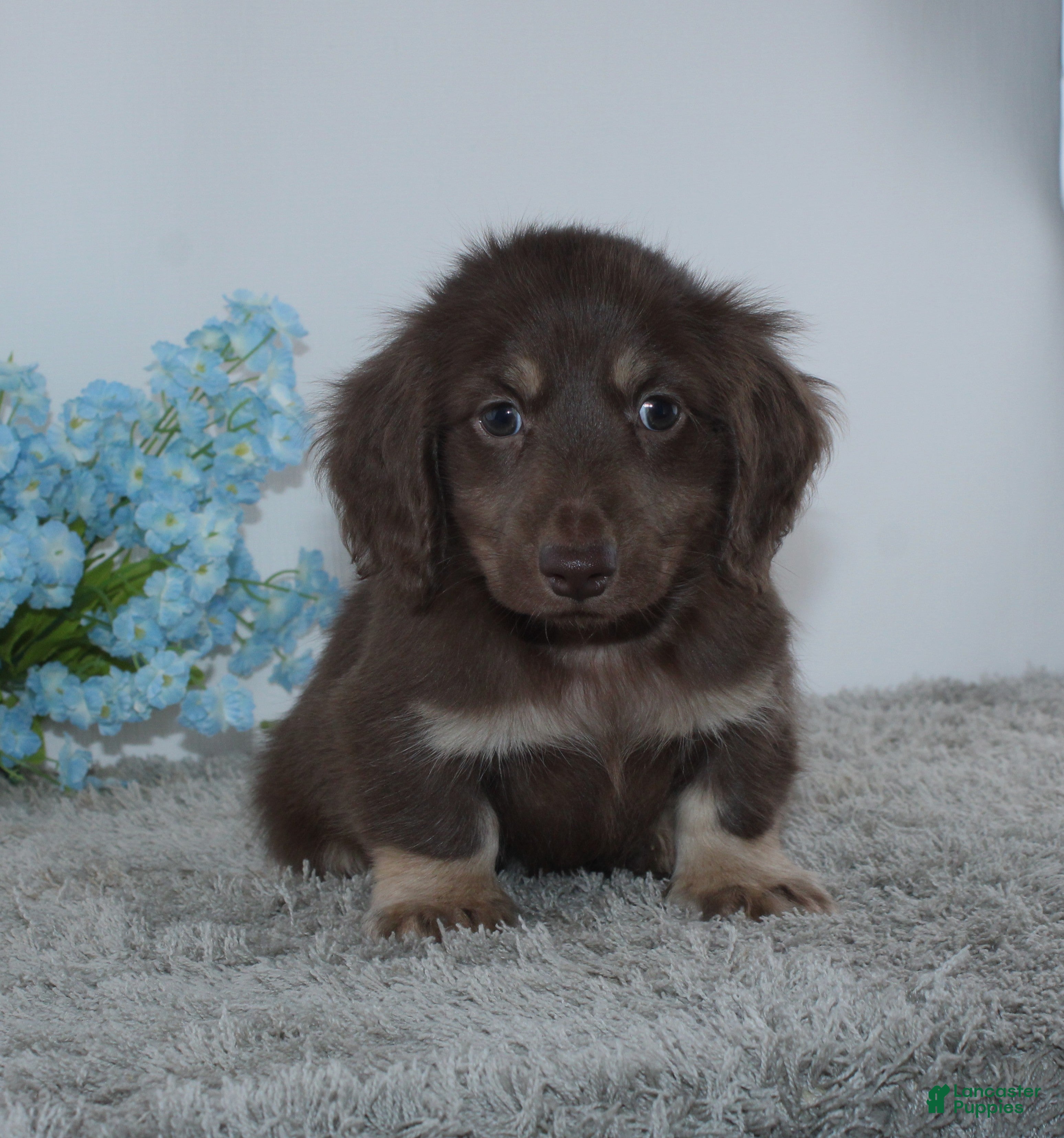 Miniature Dachshund dogs for sale: Jason - Ad 1