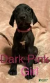 Great Dane Puppy 5