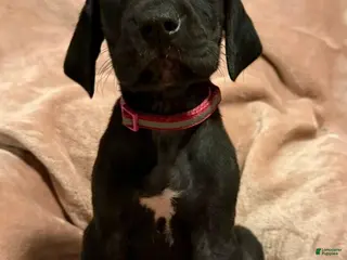 Great Dane dogs Great Dane Puppy 5 - Ad 28