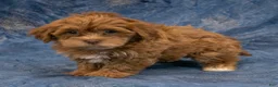 Havapoo dogs for sale: Baxter - Ad 5