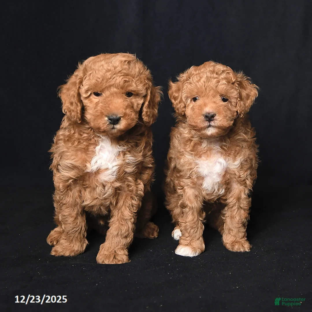Toy Poodle dogs for sale: Tiny Kodac - Ad 10
