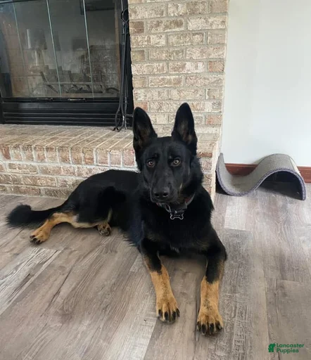 Gallery Image {{count}}