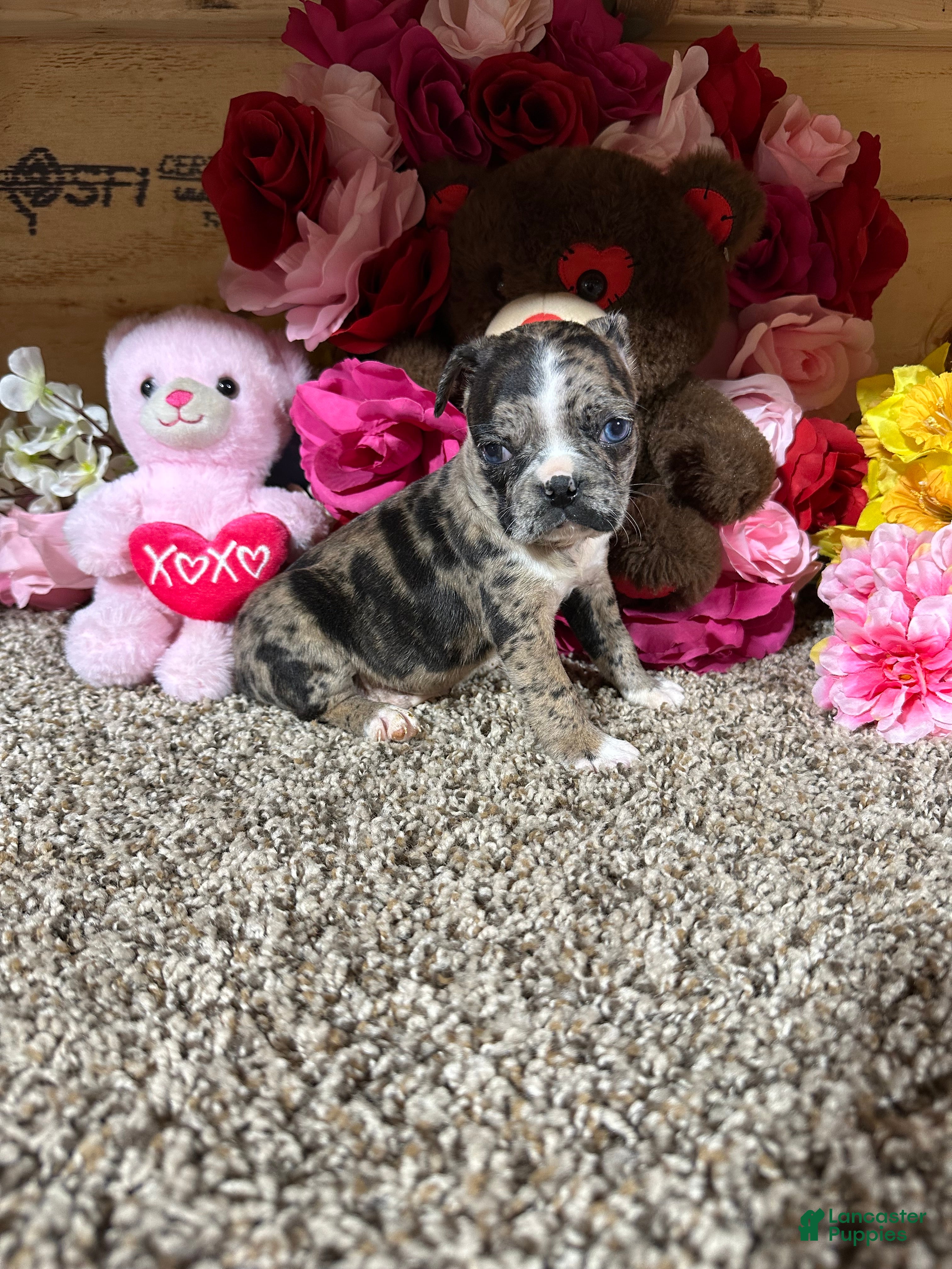 Mixed Breed dogs Mixed Breed Puppy 2 - Ad 2