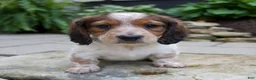 Miniature Dachshund dogs for sale: Gus - Ad 1